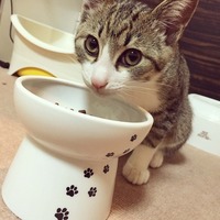 僕のお皿いいでしょ～あげにゃいよ😼❤️