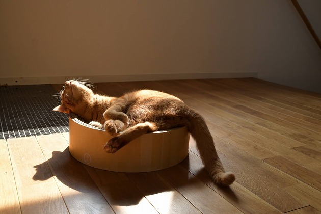 お日さま大好き