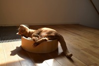 お日さま大好き