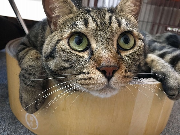 3歳の誕生日プレゼント