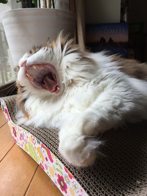 まったりソファー