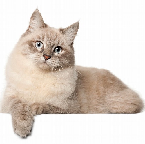 シニア猫の飼い主さんがやっている「猫を長生きさせるための秘訣」とは