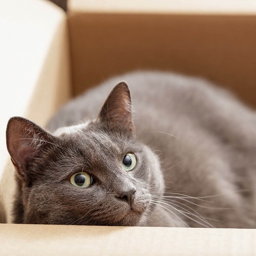 猫の「腸活」・8歳以上の猫は特に要注意！愛猫の腸内環境を整えよう