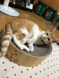 いい感じにゃ、、