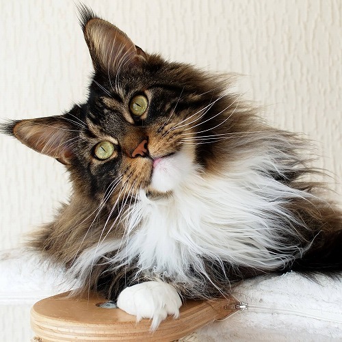 猫は「カンニング」ができない？猫の目に隠された愛猫の本当の気持ち