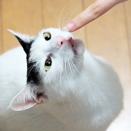 猫のクリッカートレーニング・愛猫にハイタッチを教えてみよう！