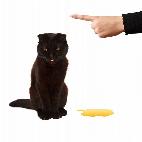 なぜ急にここで？あなたの猫の「スプレー行動」の理由と悩みを解決！