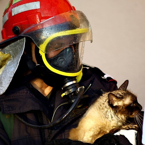 【猫の地震災害対策】まさかの震災！猫の暮らし、こんなことがありました