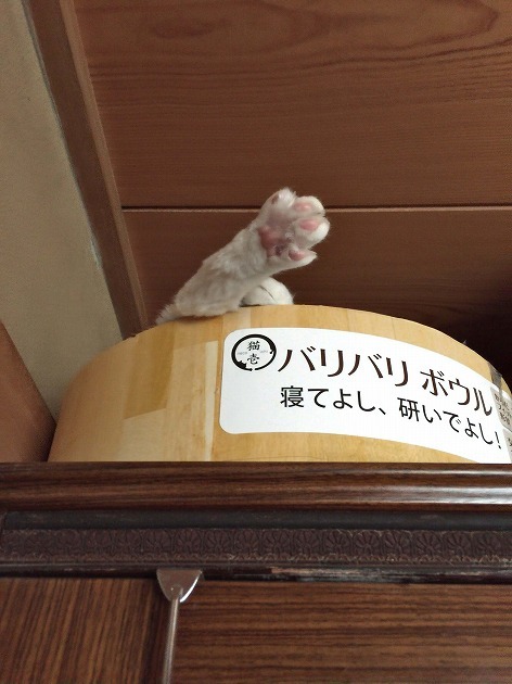 タンスの上暮らし足だけ......。