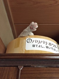 タンスの上暮らし足だけ......。