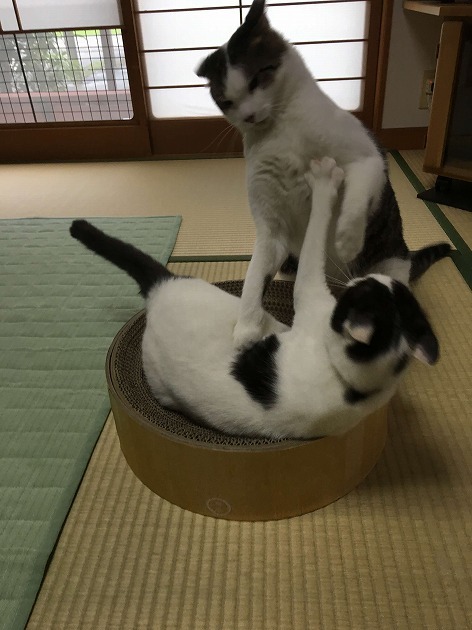 やっぱりこうなる⁉︎