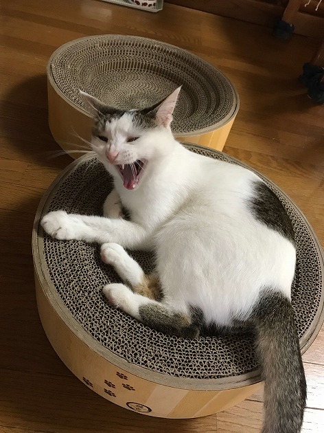 やっぱりおにゅーが気持ちいいのにゃ