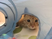 さぁ！つかまえるぞー！！