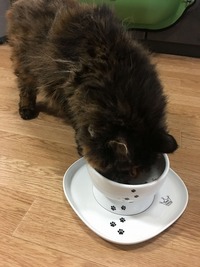 今日も元気だご飯がウマウマ