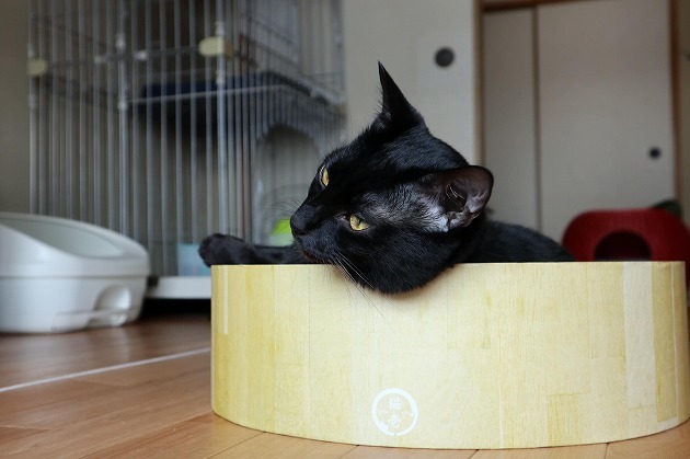 落ち着くにゃー