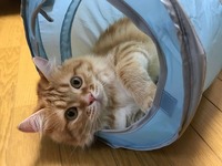 落ち着くニャー