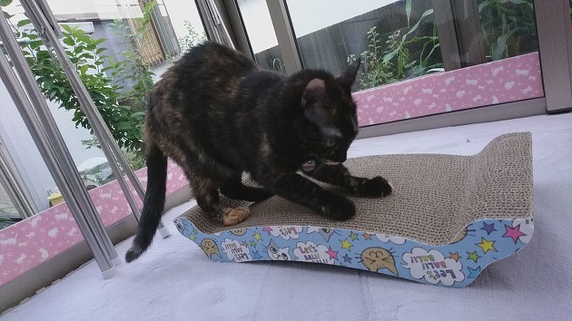 バリバリバリバリ