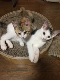 仲良く遊んでね🐾