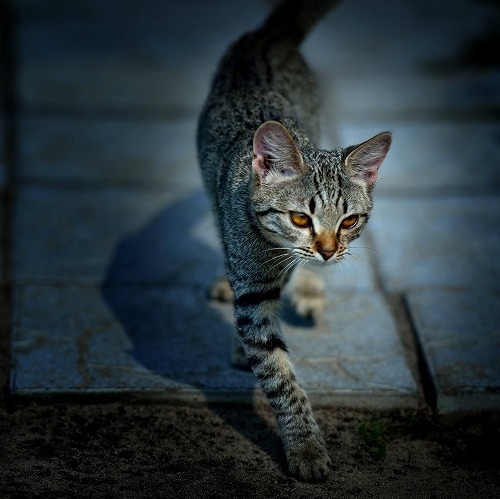 愛猫のトラブル！もしもの時の法律相談・こんな時どうする？