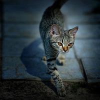 愛猫のトラブル！もしもの時の法律相談・こんな時どうする？