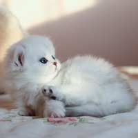 子猫は特に要注意！4匹に1匹が経験？猫に多い皮膚の病気とトラブル