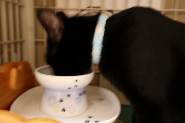 食べやすいにゃ！美味しいにゃぁ💕