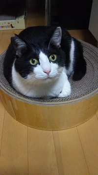 ご機嫌まっすぐ