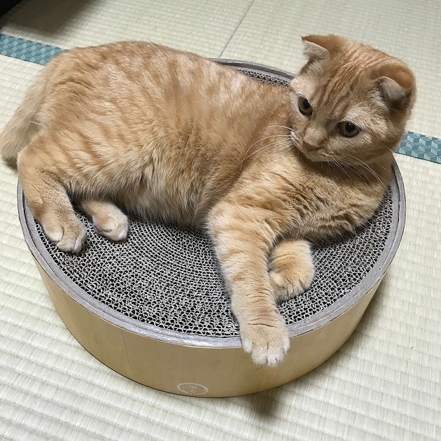 気に入ったニャ❗️