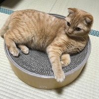 気に入ったニャ❗️