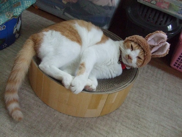 寝てる間に、うさミミ付けられたニャ