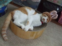 寝てる間に、うさミミ付けられたニャ