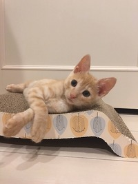 お気に入りだにゃん♪