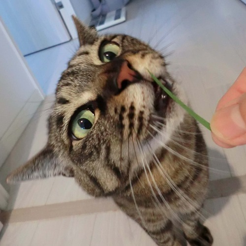 僕は猫草が大好き