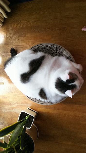 あと20センチ？