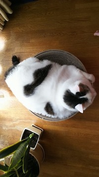 あと20センチ？