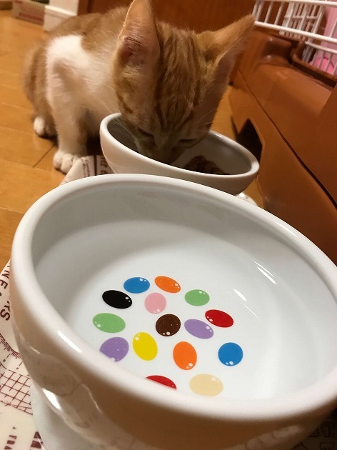 お家に来て1週間、2ヶ月の仔猫ちゃんです。