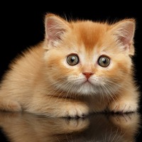 あなたの愛猫はどのタイプ？猫の行動でわかる猫の性格3つのパターン