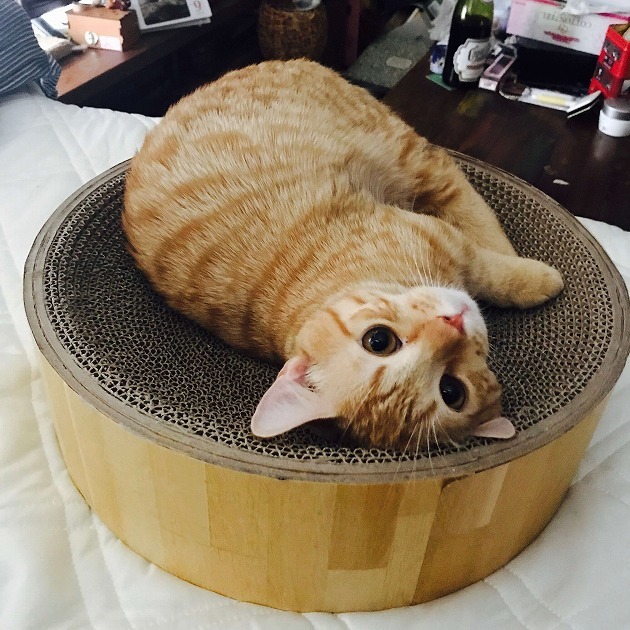 にゃんだいー？