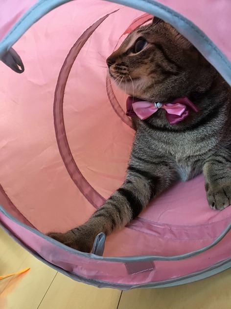 軍曹にだけ見える何かを狙ってる。。。