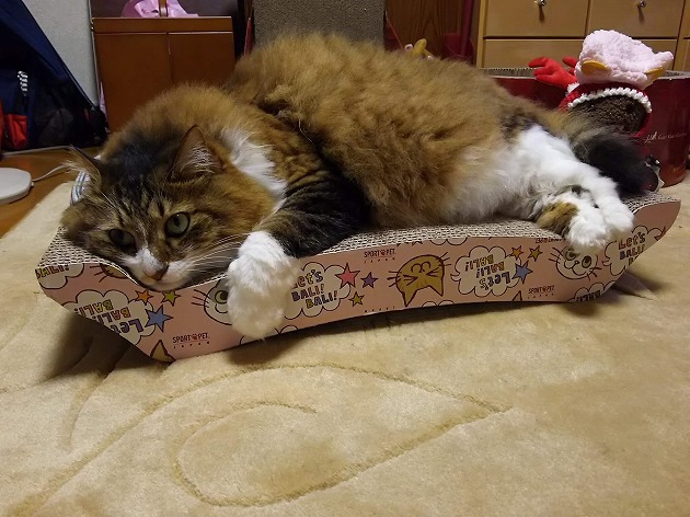 お気に入りのベッド