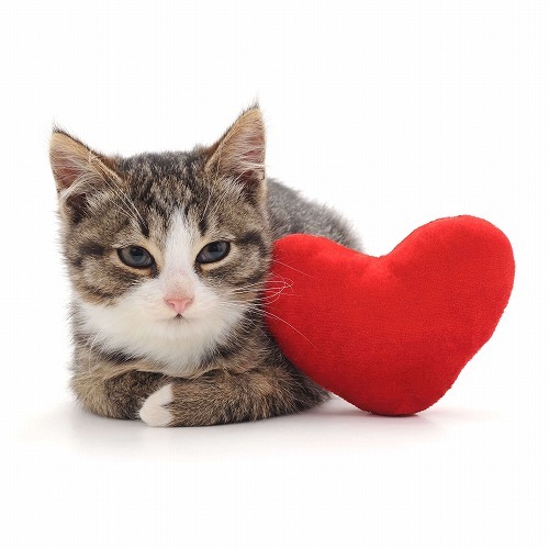 【猫のトリセツ】初めて会った猫も自分の虜に！猫に嫌われずに遊ぶ方法