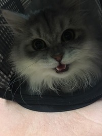 じぃっと見つめて