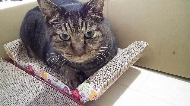 花柄も似合います (11才男性)