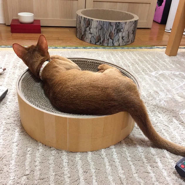 届きたて、神経質なコなのに！