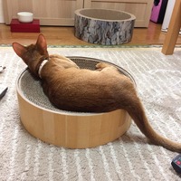 届きたて、神経質なコなのに！