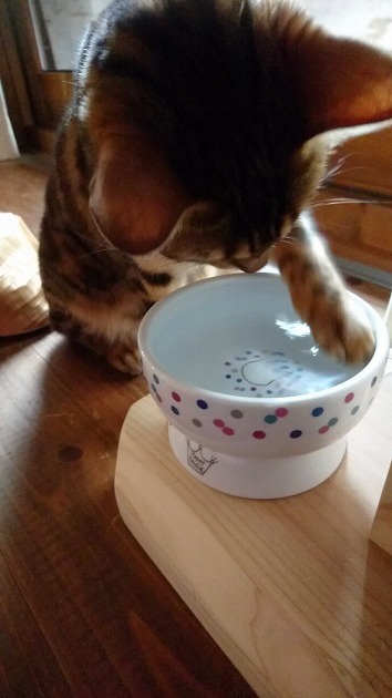 新しい食器にまずはお手てで