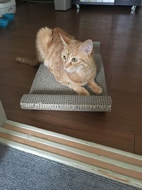 爪とぎ後のひと休み