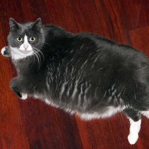 定期的にやってあげよう！自宅で簡単にできる愛猫のセルフ健康診断