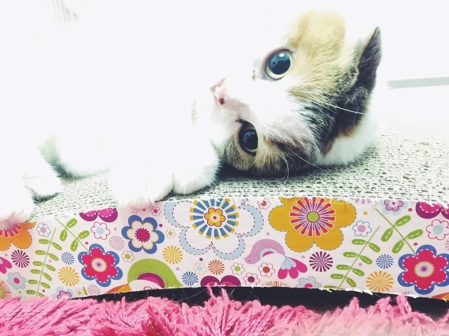 最高にゃベッド