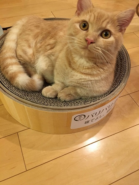 バリバリボウルお気に入り